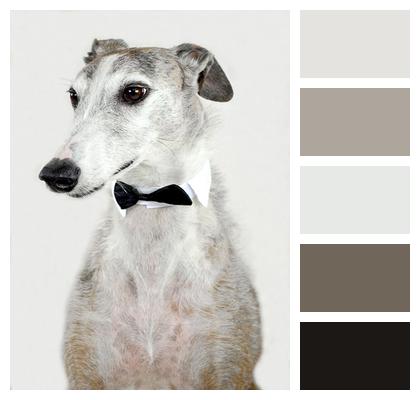 Greyhound Animal Dog Image