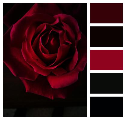 Black Rose Flower Image