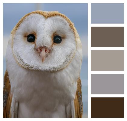 Owl Rapacious Bird Image