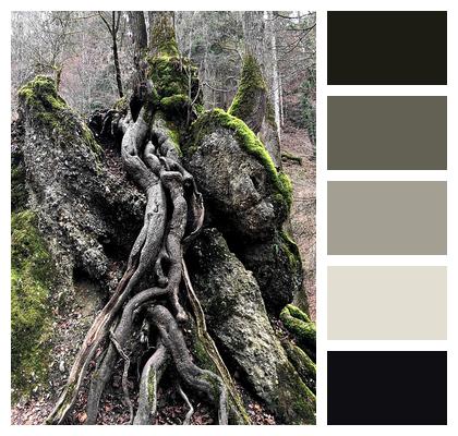 Root Nature Tree Image