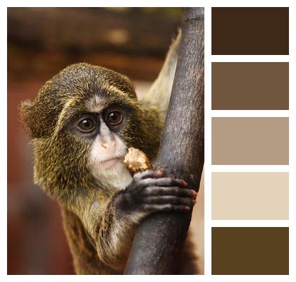 Monkey Animal Zoo Image