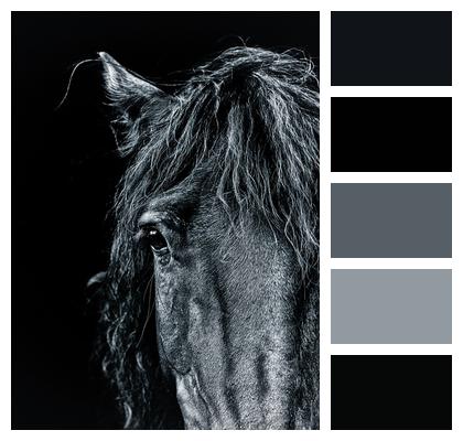 Pony Horse Portrait Image