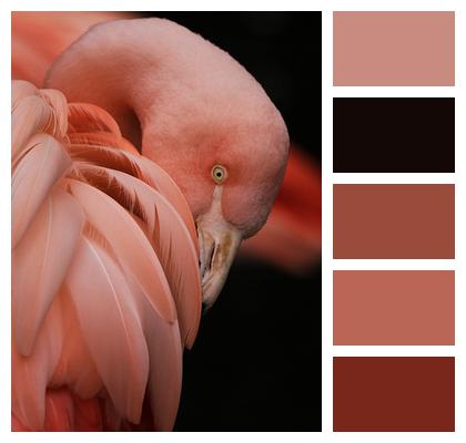 Bird Animal Flamingo Image