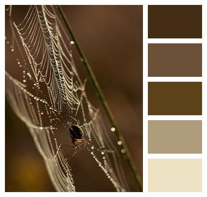 Insect Web Spider Image