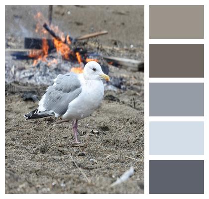 Seabird Sea Gull Natural Flame Image