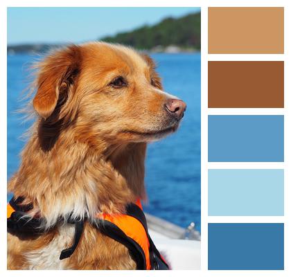 Boat Retriever Dog Image