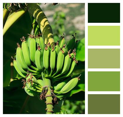 Bananas Green Fruits Colors Logo