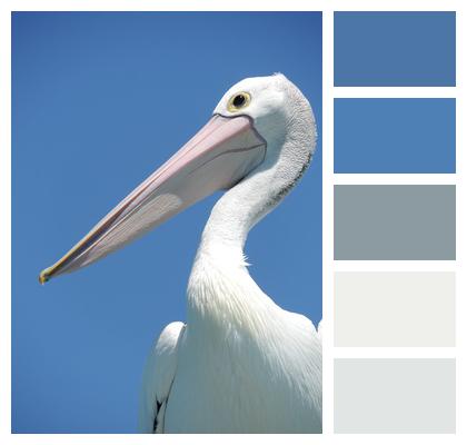 Pelican Beak Bird Image
