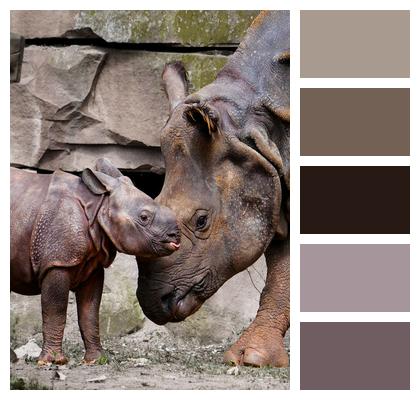 Rhino Emotions Animals Image