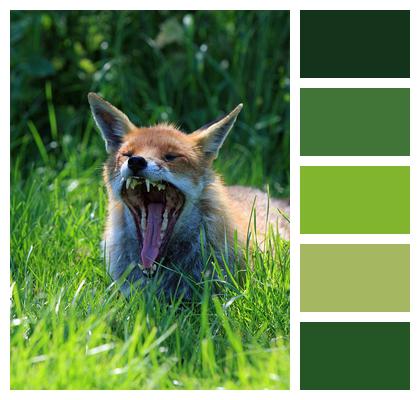 Fox Wild Animal Image