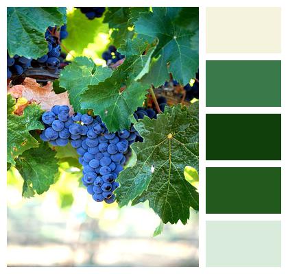 Wine Merlot Grapes Image
