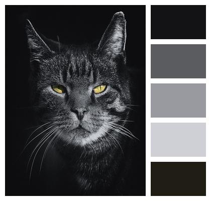 Puss Gray Cat Image