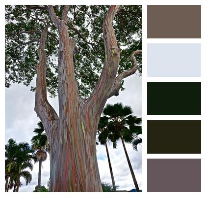Eucalyptus Trunk Tree Image