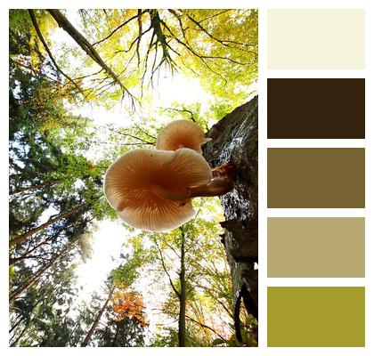 Autumn Mushroom Agaric Image