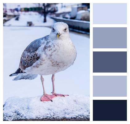 Animal Gull Snow Image