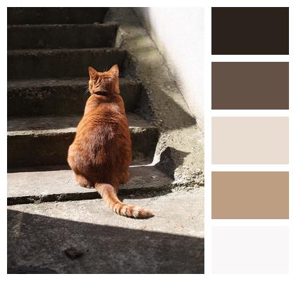 Cat Roux Striped Image