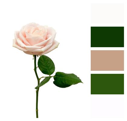 Rose Macro Flower Image