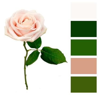 Rose Flower Macro Image
