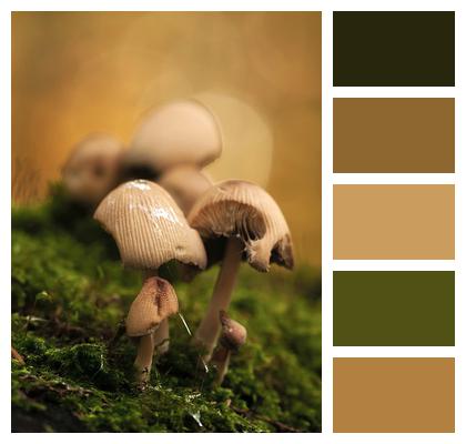 Moss Mushrooms Forest Image