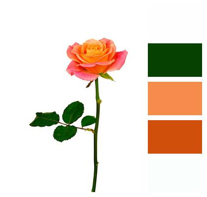 Flower Rose Orange Image