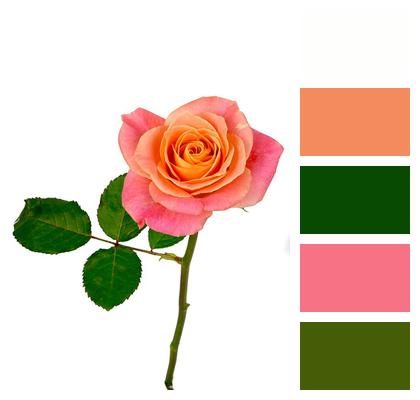 Rose Orange Flower Image