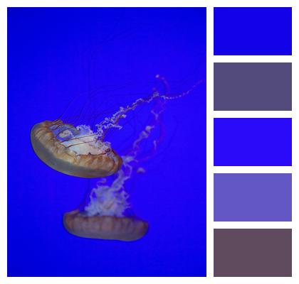 Aquarium Underwater Jellyfish Image
