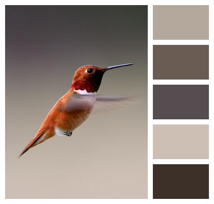 Bird Hummingbird Wildlife Image