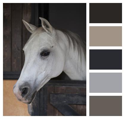 Horse Animal Portrait Image