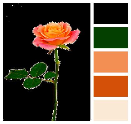 Rose Orange Isolated Image