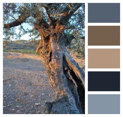Olive Tree Nature Image