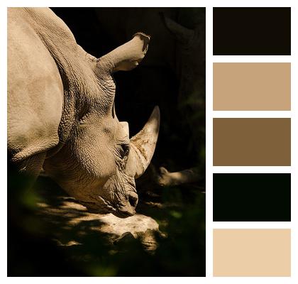 Animal Rhino Rhinoceros Image
