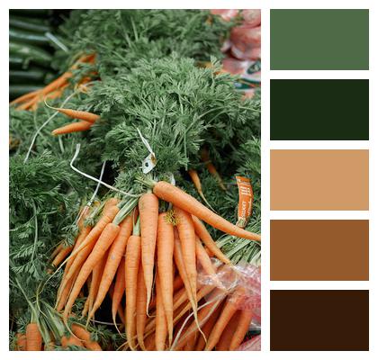 New Zealand Carrots Image