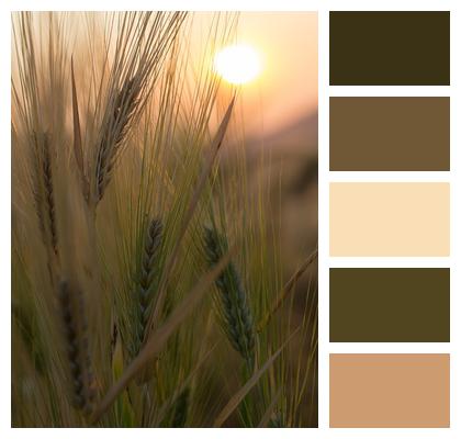 Field Wheat Crop Image