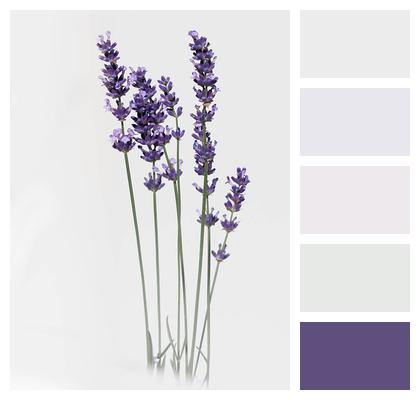 Nature Flower Lavender Image