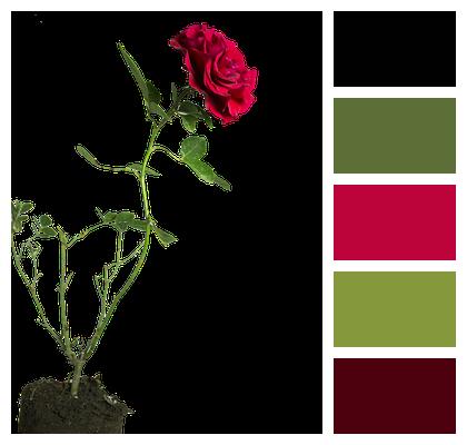 Flower Green Rose Image
