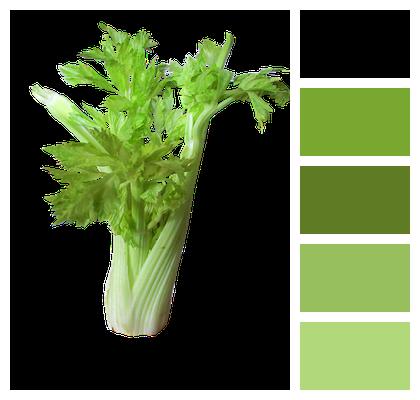 Vegetable Celery Salads Image