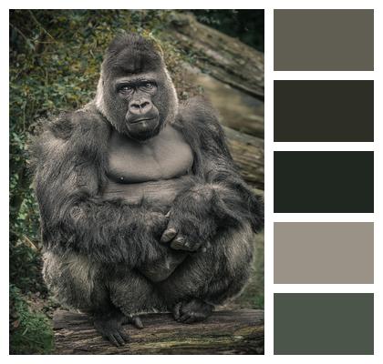 Ape Zoo Gorilla Image