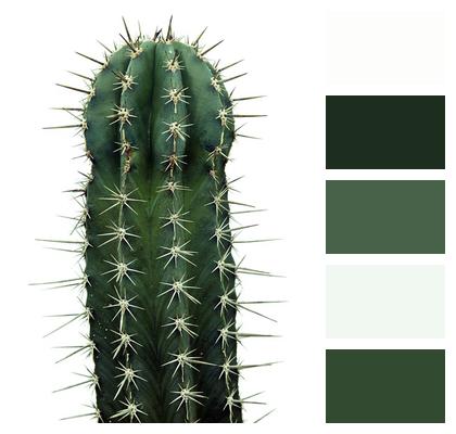 Cactus Plant Nature Image