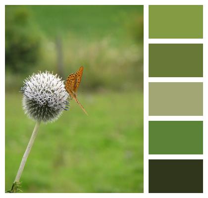 Butterfly Thistle Meadow Image