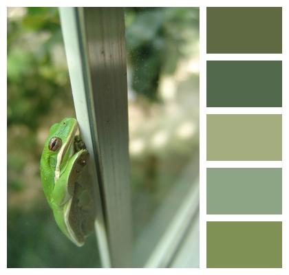 Green Frog Window Image