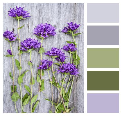 Purple Wood Flowers Image