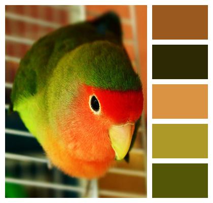 Pet Parrot Bird Image