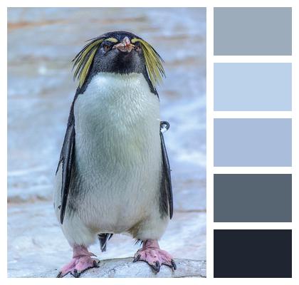 Bird Penguin Animal Image