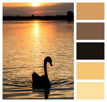 Orange Swan Sunset Image