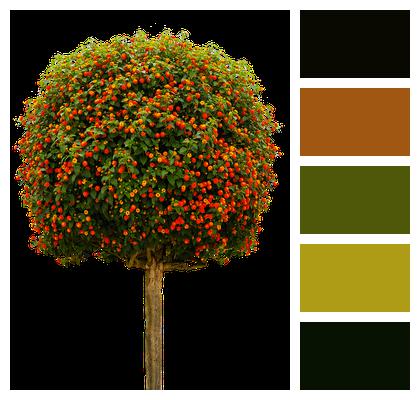 Tree Nature High Stem Image
