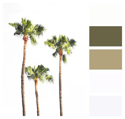 Palm Plant Trees Image