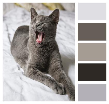 Animal Gray Pet Image