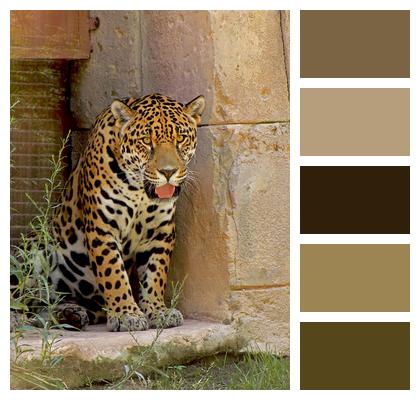 Jaguar Spots Feline Image