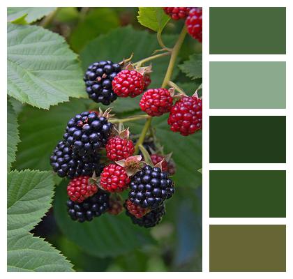 Blackberries Berry Fruit Image