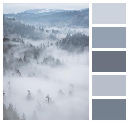 Fog Aerial Forest Image